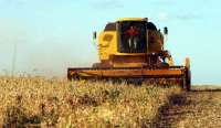 El Niño perde força, mas deixa estragos na produtividade e qualidade da soja