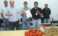 Pinh&atilde;o - Munic&iacute;pio produz tomate com certifica&ccedil;&atilde;o