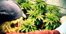 Justi&ccedil;a canadense libera cultivo de maconha para uso medicinal
