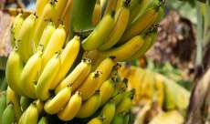 Bananas: benef&iacute;cios e dicas para adiantar ou retardar o amadurecimento