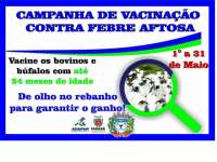 Pinh&atilde;o - Prazo para vacina&ccedil;&atilde;o contra aftosa termina na pr&oacute;xima ter&ccedil;a, dia 31