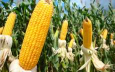 Nova Laranjeiras - Inscri&ccedil;&otilde;es para o Pacote Agricola 2017