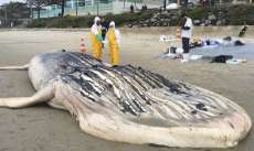 Baleia jubarte &eacute; encontrada morta em praia paranaense