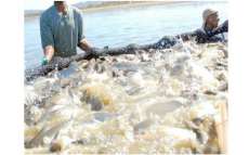 Rio Bonito - Secretaria de Agricultura convida para curso de Aquicultura promovido pela UFFS