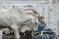 Pinh&atilde;o - Feira de Bezerros novamente foi sucesso