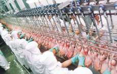 Exporta&ccedil;&otilde;es de frango e de carne su&iacute;na crescem de janeiro a outubro
