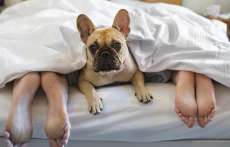 Cachorro na cama pode ou n&atilde;o pode? Saiba quando permitir ou proibir esse comportamento