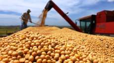 Safra de soja deve fechar em 16,8 milh&otilde;es de toneladas no Paran&aacute;