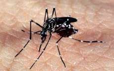 Avan&ccedil;o do Zika e da microcefalia assustam o mundo em 2016