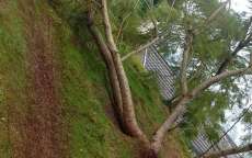 Rio Bonito - Chuva e ventos fortes causam estragos
