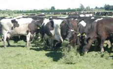 Foz do Jord&atilde;o - Munic&iacute;pio subsidia silagem para produtores de leite