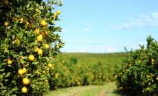 Paran&aacute; triplica produ&ccedil;&atilde;o de laranja, com foco na exporta&ccedil;&atilde;o de suco