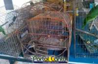 Guarania&ccedil;u - PM apreende grande quantidade de p&aacute;ssaros e animais silvestres