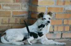 Uso indiscriminado de anticoncepcionais, um perigo para cadelas e gatas!