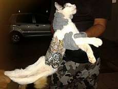 Gato &eacute; apreendido tentando entrar com celular em pres&iacute;dio