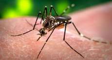 Brasil enfrentar&aacute; primeiro ver&atilde;o com dengue e febre chikungunya