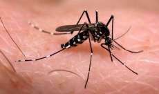 Aprenda a reconhecer o mosquito da dengue