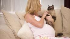 Felinos n&atilde;o s&atilde;o os verdadeiros respons&aacute;veis pela transmiss&atilde;o da toxoplasmose