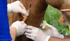 Laranjeiras -  Em prevenção ao Mormo, defesa sanitária cancela participação de equinos e muares no desfile cívico