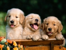 Quer um cachorro? Aprenda aqui importantes dicas para n&atilde;o errar na hora da compra