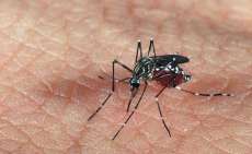Tr&ecirc;s Barras - Dois casos de dengue confirmados