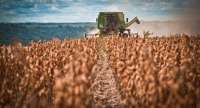 Paraná produzirá 18% da safra do País neste ano