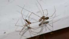 Receita caseira promete afastar aranhas dom&eacute;sticas. Aprenda