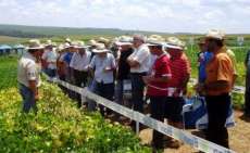 Cand&oacute;i - Agricultores Familiares do munic&iacute;pio participam da 14&ordf; Semana de Campo do Projeto Centro Sul de Feij&atilde;o e Milho