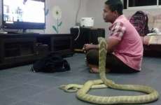 Homem casa com cobra que acredita ser a reencarna&ccedil;&atilde;o de sua namorada