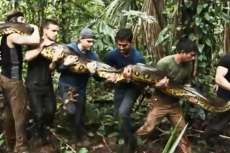 Discovery mostrar&aacute; homem sendo engolido vivo por cobra gigante