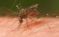 Laranjeiras - Município teve 3 casos de dengue este ano