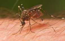 Laranjeiras - Município teve 3 casos de dengue este ano