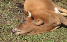 Porto Barreiro - Munic&iacute;pio est&aacute; trabalhando no combate &aacute; raiva bovina