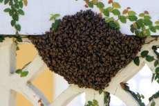 Idosa morre ap&oacute;s levar mais de 200 picadas de abelhas em S&atilde;o Paulo