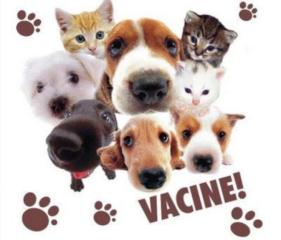 A importância da vacinação em cães e gatos