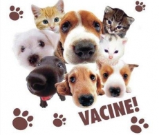 A import&acirc;ncia da vacina&ccedil;&atilde;o em c&atilde;es e gatos