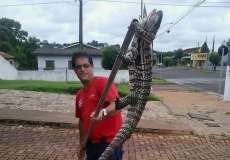 Quedas - Lagarto enorme &eacute; capturado nesta ter&ccedil;a dia 03