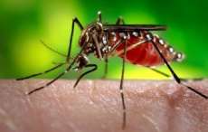 OMS lan&ccedil;a plano de US$ 56 milh&otilde;es para combater Zika
