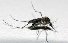 Paran&aacute; atinge marca de 50 mil casos de dengue