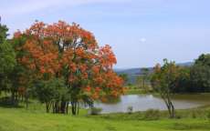 Florada de &aacute;rvores nativas deixa primavera exuberante no Paran&aacute;