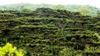 Agricultores paranaenses vão começar a receber recursos por conservação ambiental