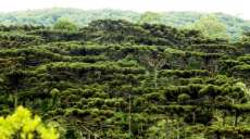 Agricultores paranaenses v&atilde;o come&ccedil;ar a receber recursos por conserva&ccedil;&atilde;o ambiental