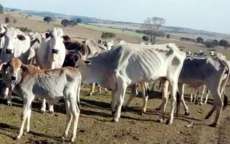 Pol&iacute;cia encontra gado morrendo de fome em propriedade rural
