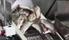 Produ&ccedil;&atilde;o de peixe deve crescer 22% no Paran&aacute; em 2016