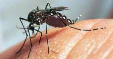 Confirmado segundo caso de Zika v&iacute;rus no Paran&aacute;