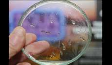 Paran&aacute; prepara Dia D contra o mosquito Aedes aegypti