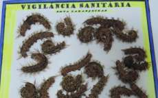 Nova Laranjeiras - Confirmado segundo caso de ocorr&ecirc;ncia de lagartas TATURANA (Lonomia sp.)