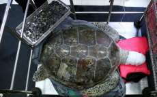 Veterin&aacute;rios retiram 915 moedas do est&ocirc;mago de tartaruga