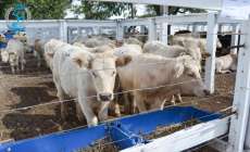 Pinh&atilde;o - Secretaria de agricultura promove Feira de Gado Geral 2014 no pr&oacute;ximo dia 18