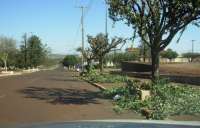 Quedas - Poda de arvores &eacute; iniciada